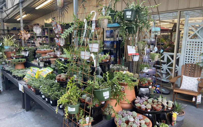 a store with many plants