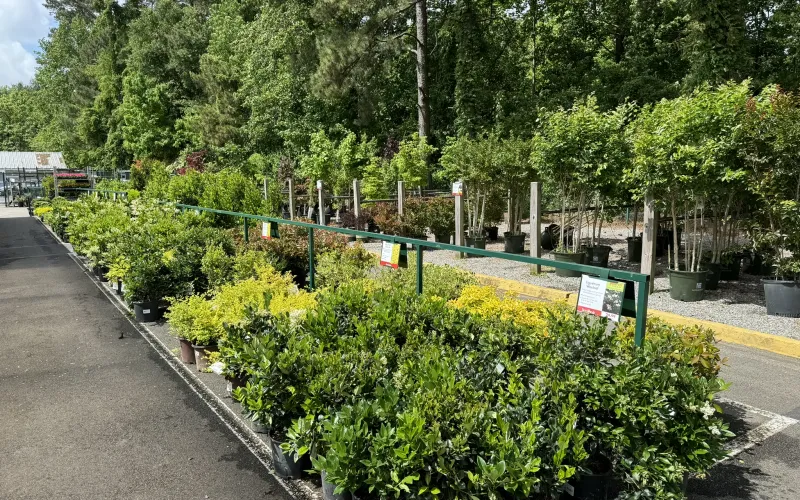 a garden with trees and plants