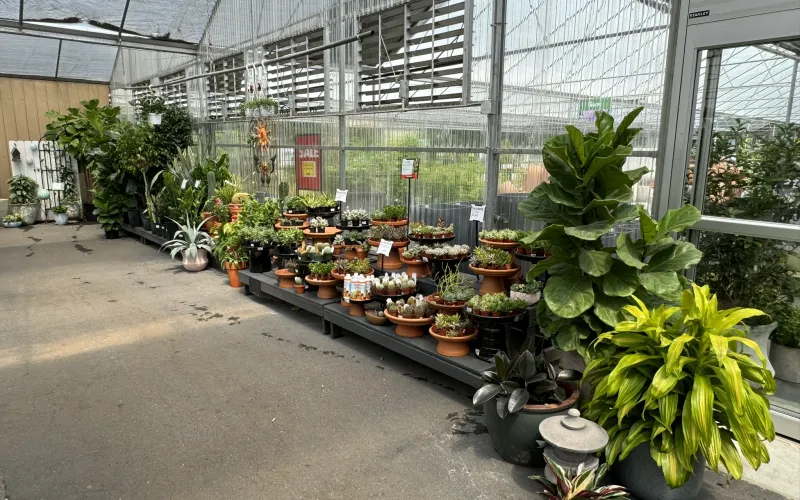 a greenhouse with plants and potted plants