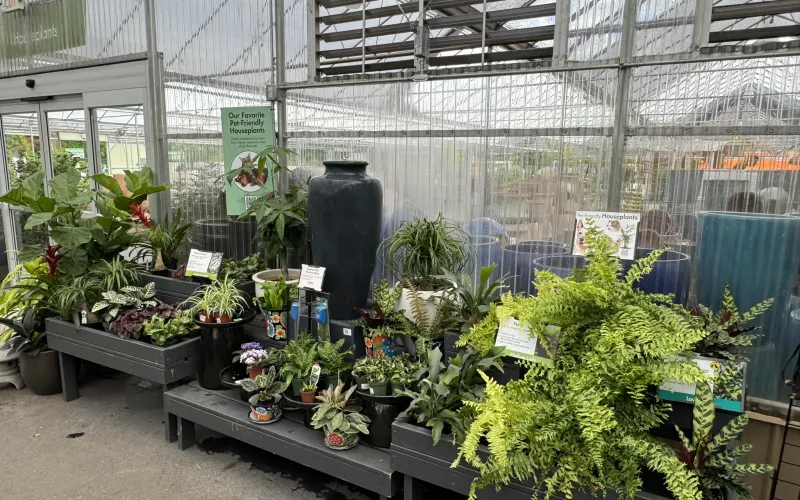 a group of plants in a room