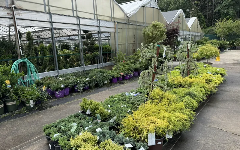 a garden with plants and flowers