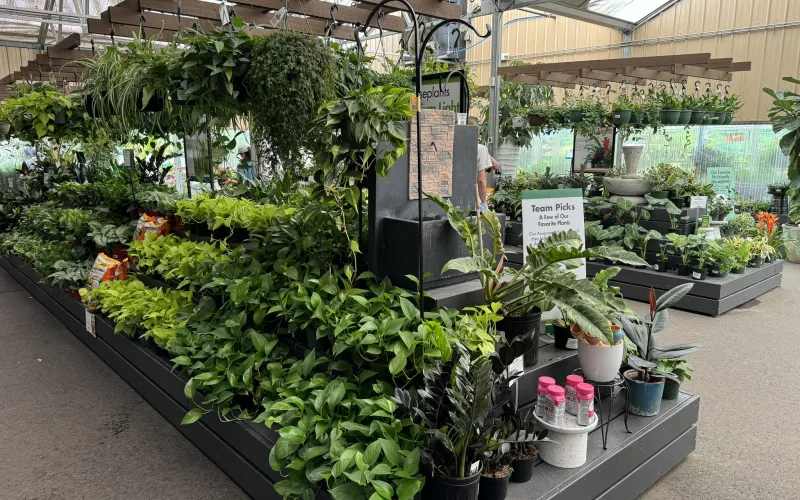 a greenhouse full of plants