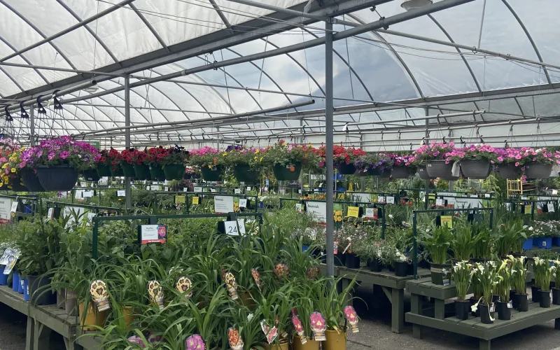 a greenhouse with many plants