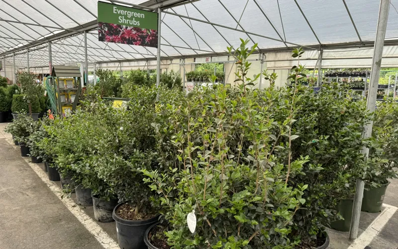 a greenhouse with many plants