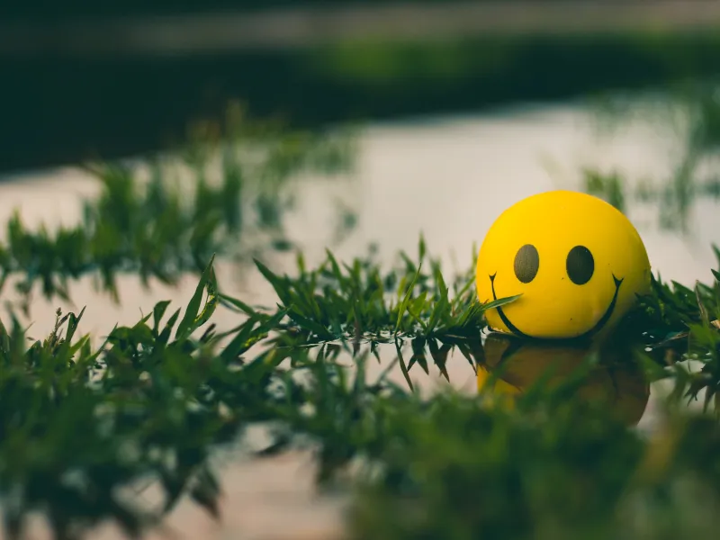 a yellow rubber ducky on a branch