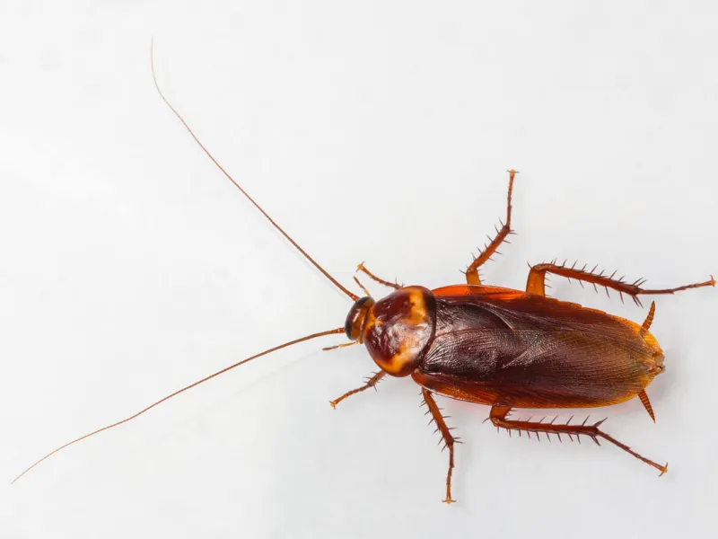 American Cockroach Infestation