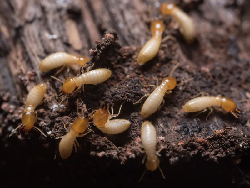Ways You Could Accidentally Be Attracting Termites