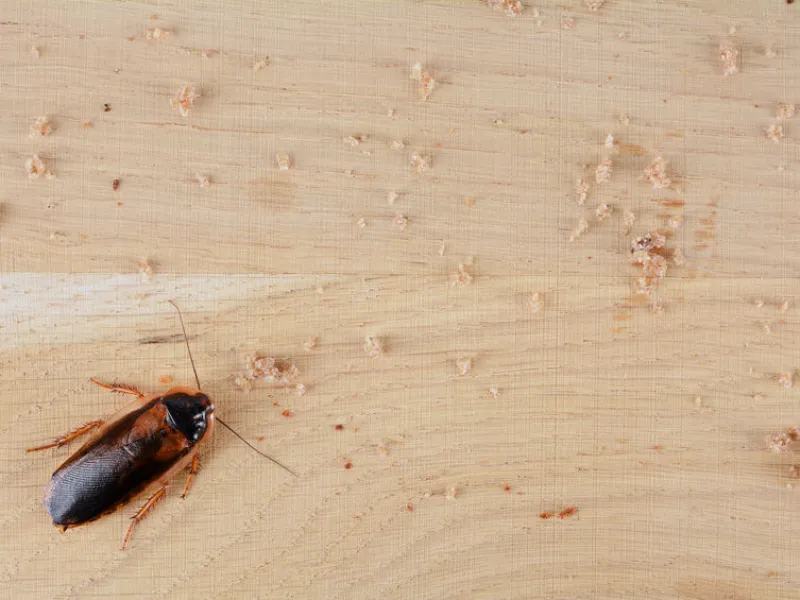 Cockroach Attractions in your Home (And How to Get Rid of Them)