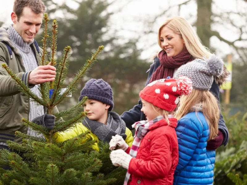 How to Protect Your Home From Unwanted Pests Found in Christmas Trees