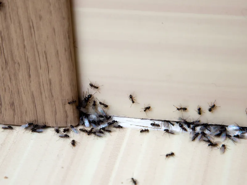 6 Ways to Keep Ants Away from Your Home