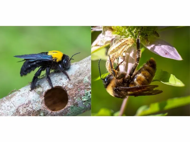 Carpenter Bees vs. Bumble Bees