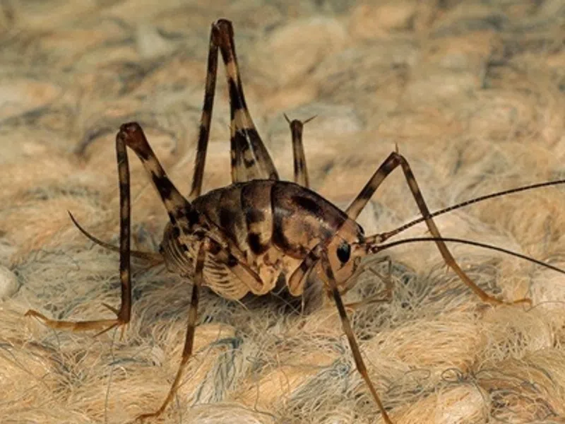 How To Get Rid Of Camel Crickets