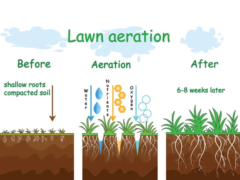 Why Aeration & Overseeding Is Important