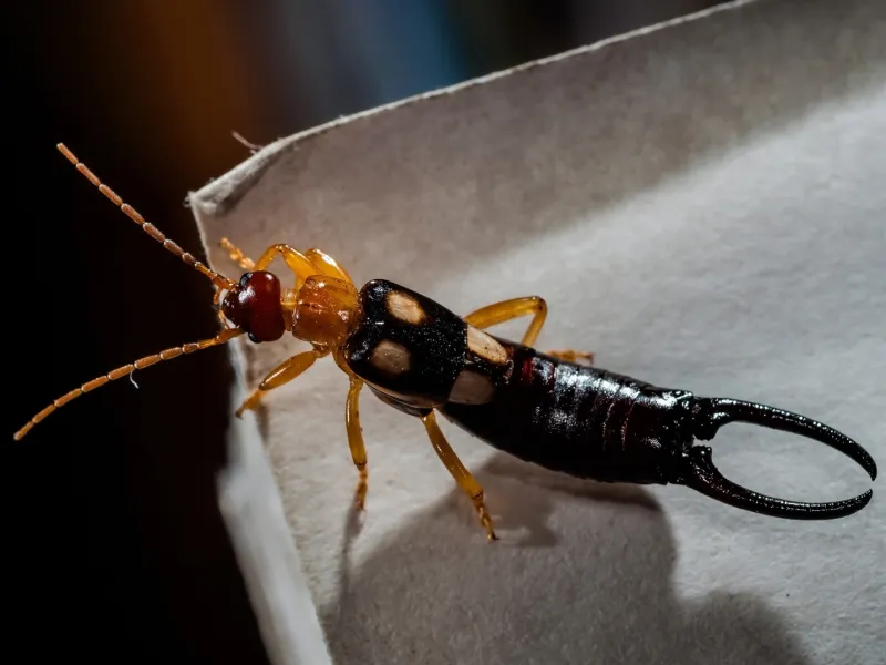 earwig pest control in Toms River