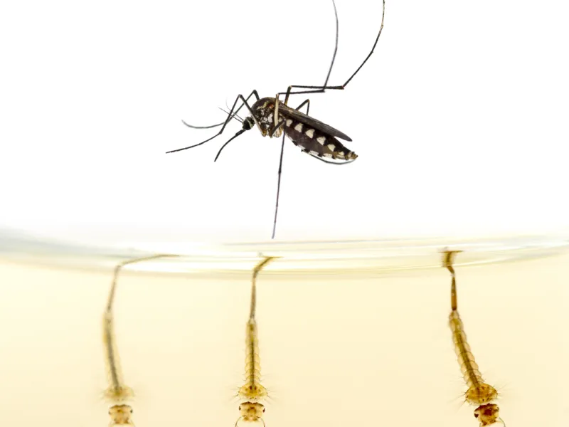 Mosquito Life Cycle in DMV