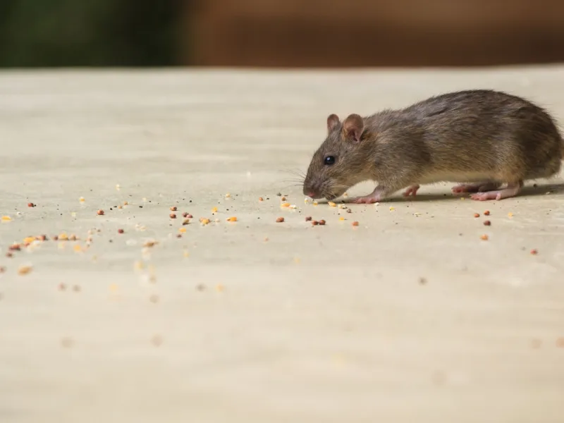 a mouse on a white surface