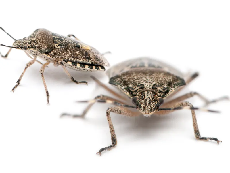 The Importance of Quarterly Pest Control