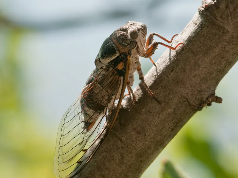 Cicadas Are Coming in 2024