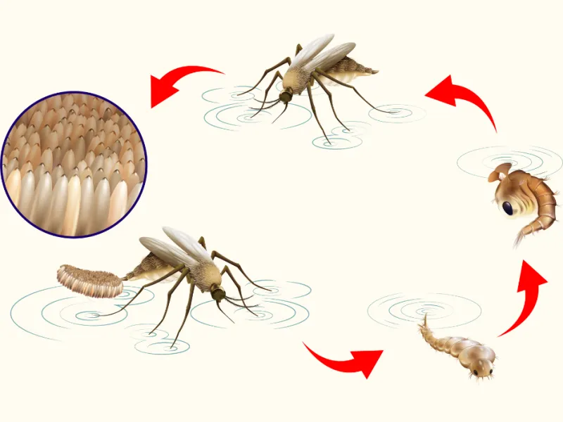 Understanding the Mosquito Life Cycle
