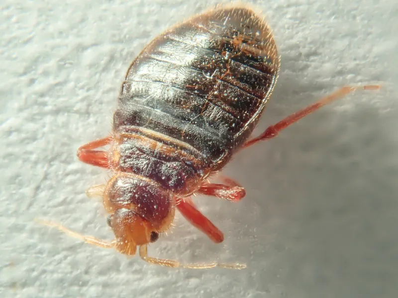 All About Bed Bugs