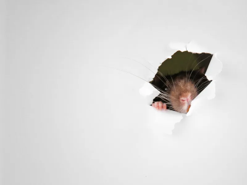 Difference Between Mice and Rats