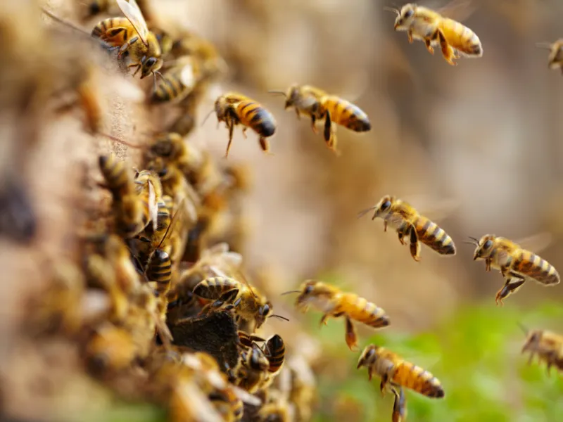 Honeybees Are Not Your Enemies
