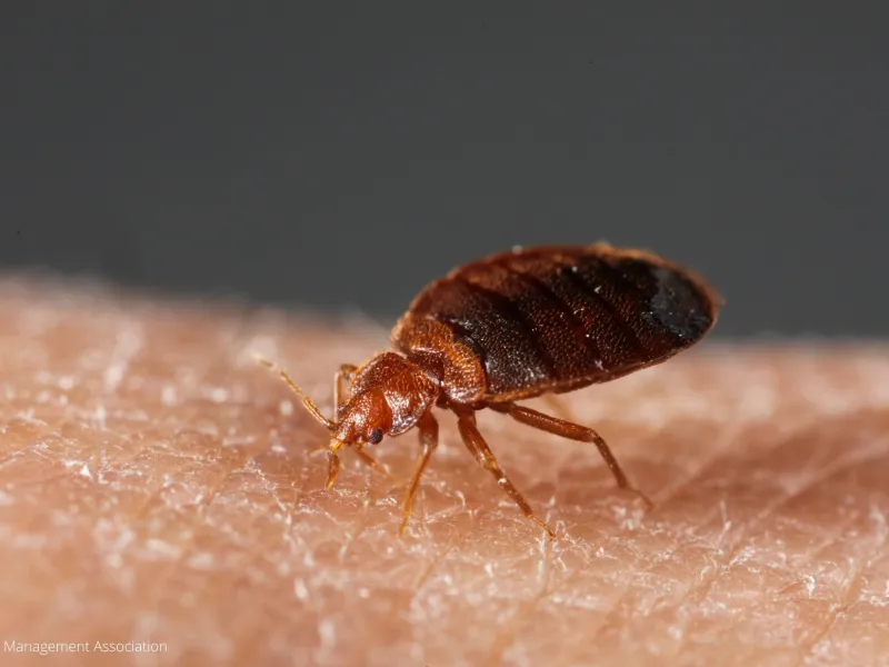 Don't Let The Bed Bugs Bite