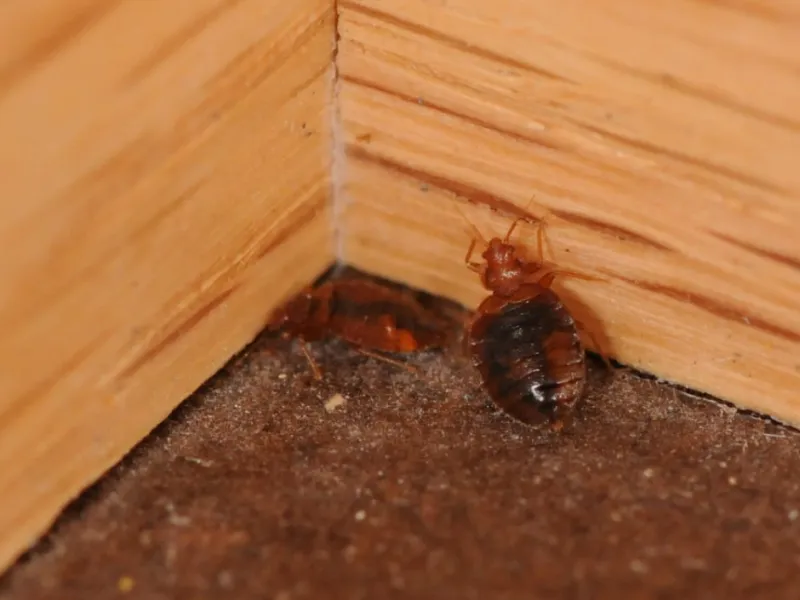 The Life Cycle of a Bed Bug