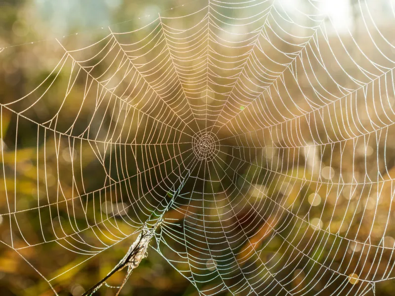 Understanding the 4 Types of Spider Webs