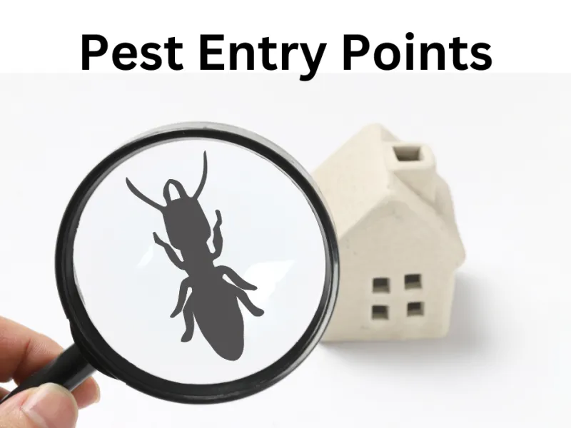Pest Entry Points