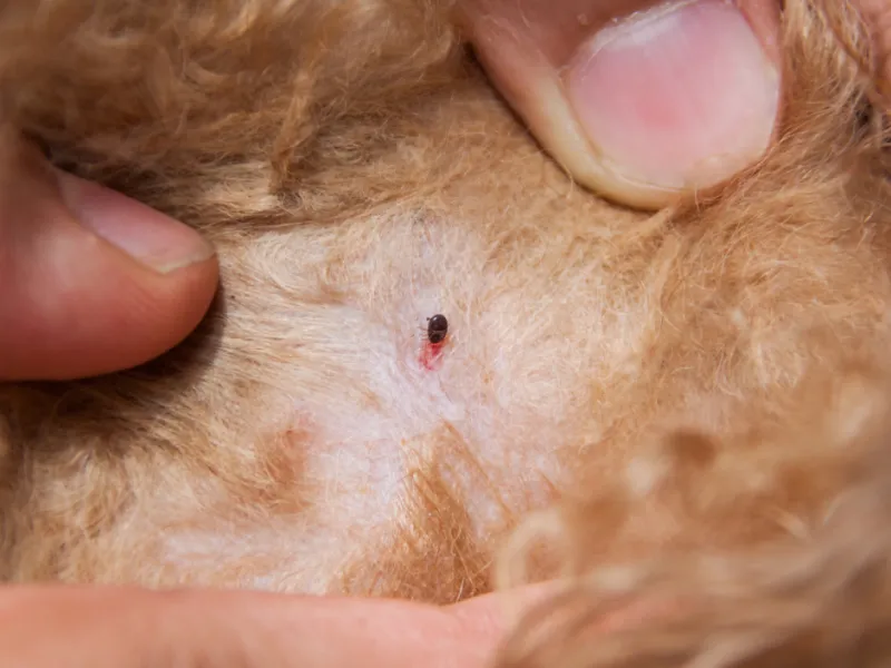 a person holding a furry animal