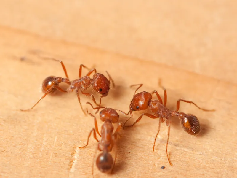 Fire Ants in Savannah