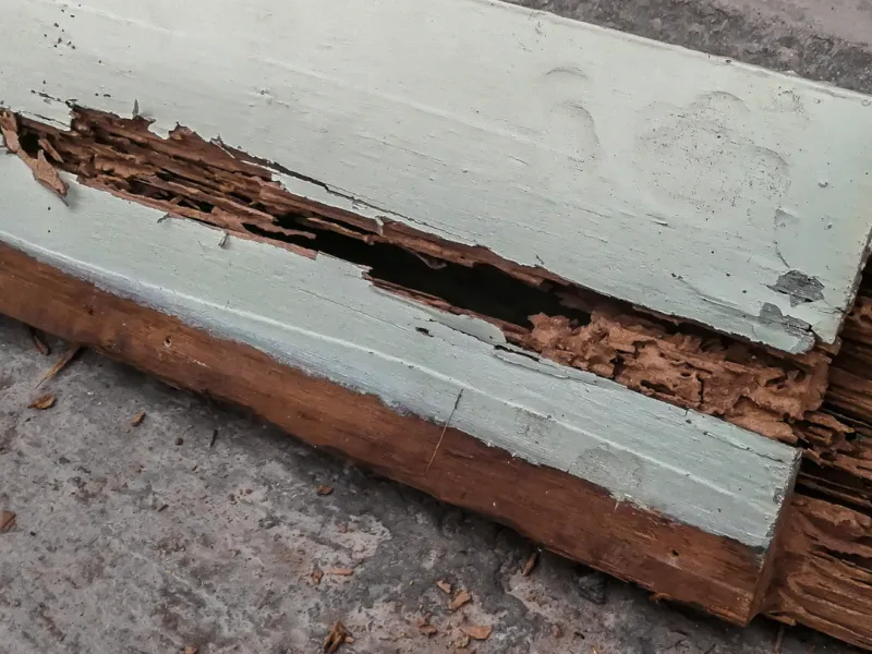 Termites & Storm Damage