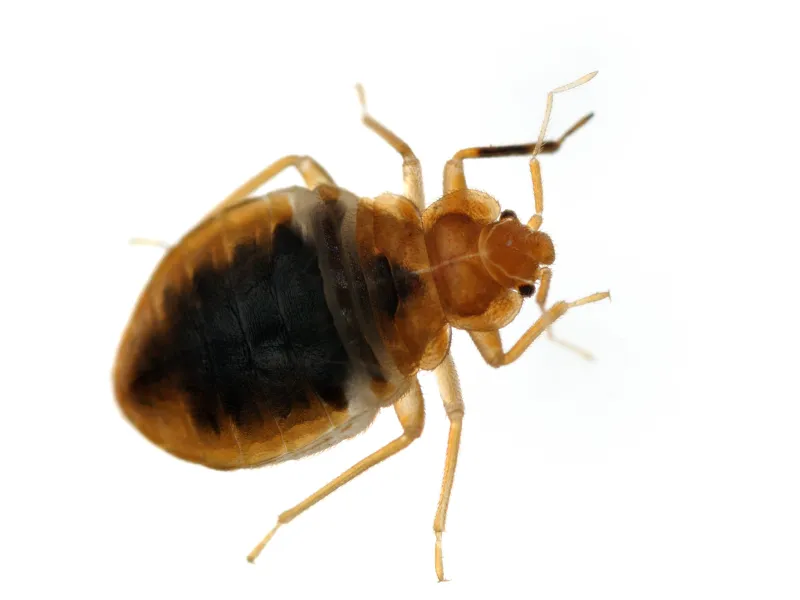 Bed Bugs blogs