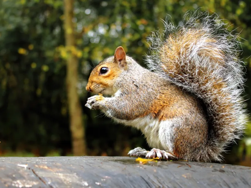 Wildlife Exterminator Owings Mills