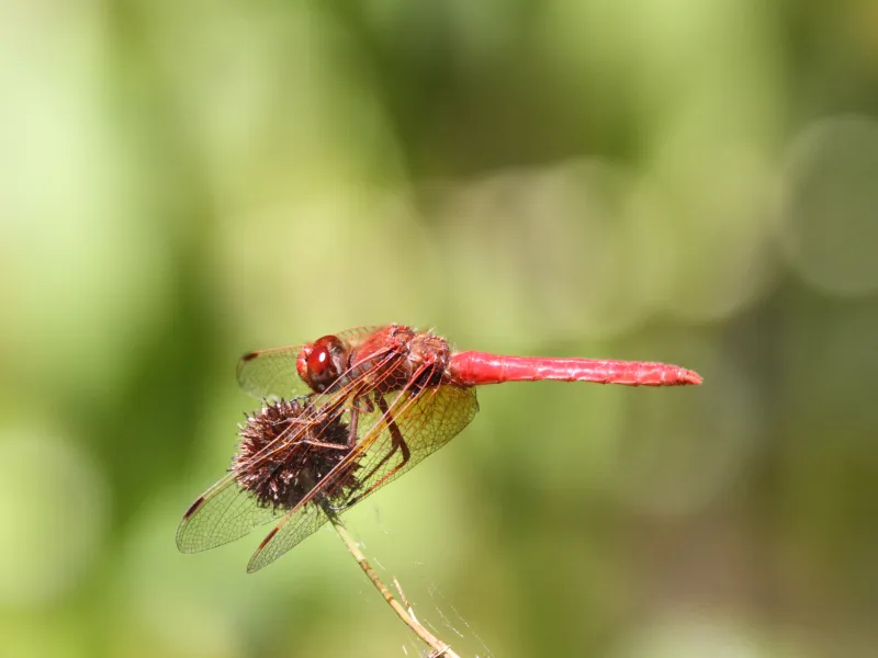 How Can Dragonflies Benefit You?