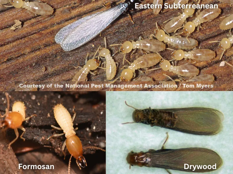 Termite Varieties in Savannah, Georgia