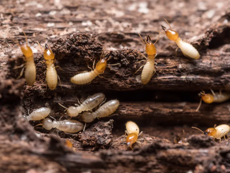 Termites Take a Bite Out of Daniel Island, SC