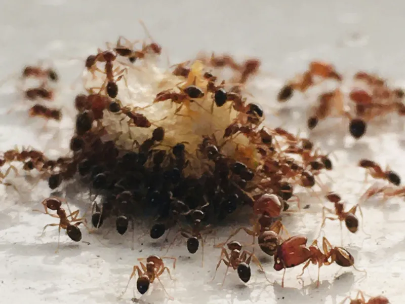 Types Of Ants