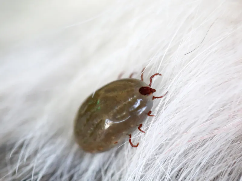 The Tick Life Cycle