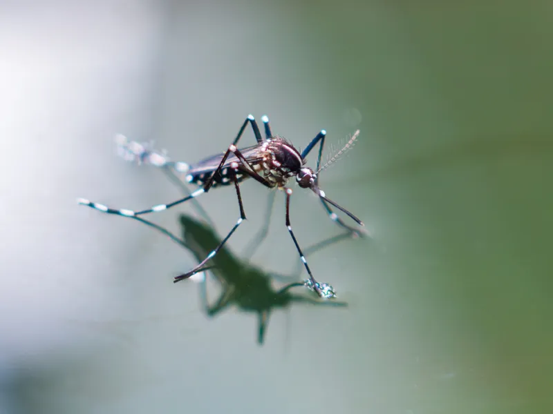 Common Moisture-Loving Pests