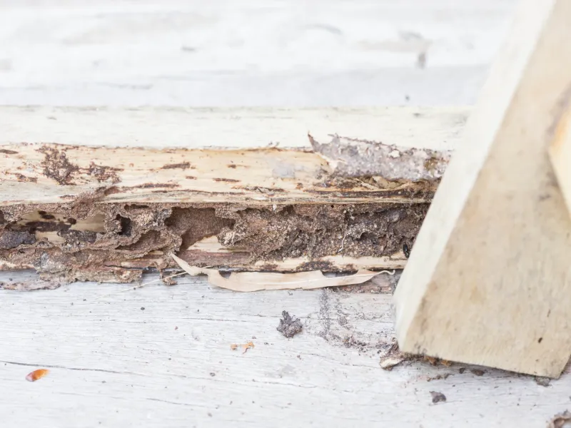 Termite Awareness -Signs & Prevention Tips