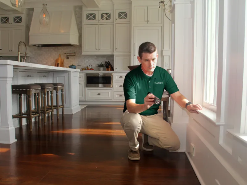 Termite Control Baltimore