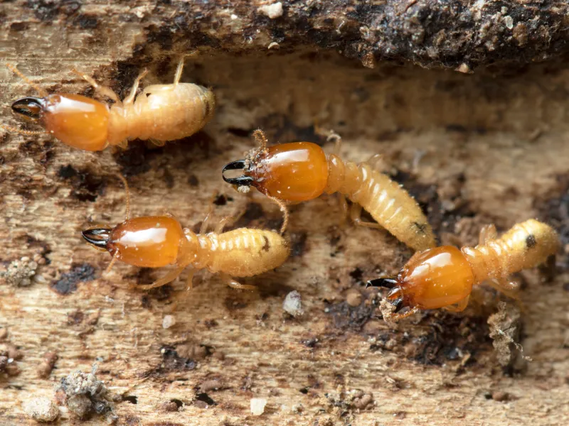 4 Signs of Termite Infestation