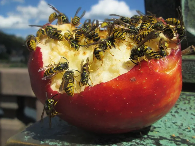 Yellowjacket Wasps in the DMV Area