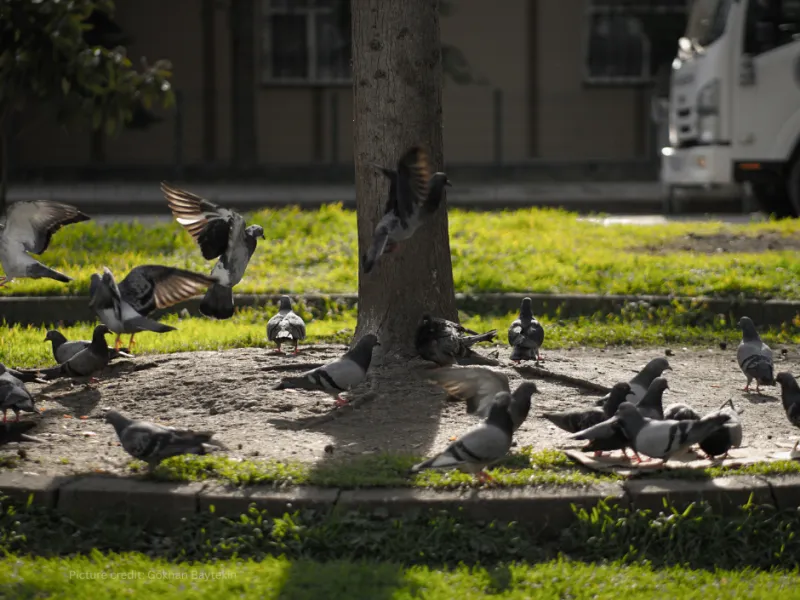 Sterling Wildlife Control