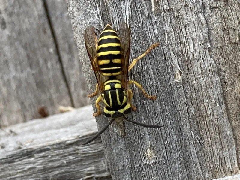 Why Yellow Jackets Peak in Summer