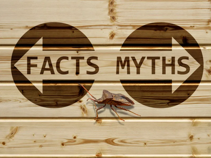 Common Myths & Facts About Pests