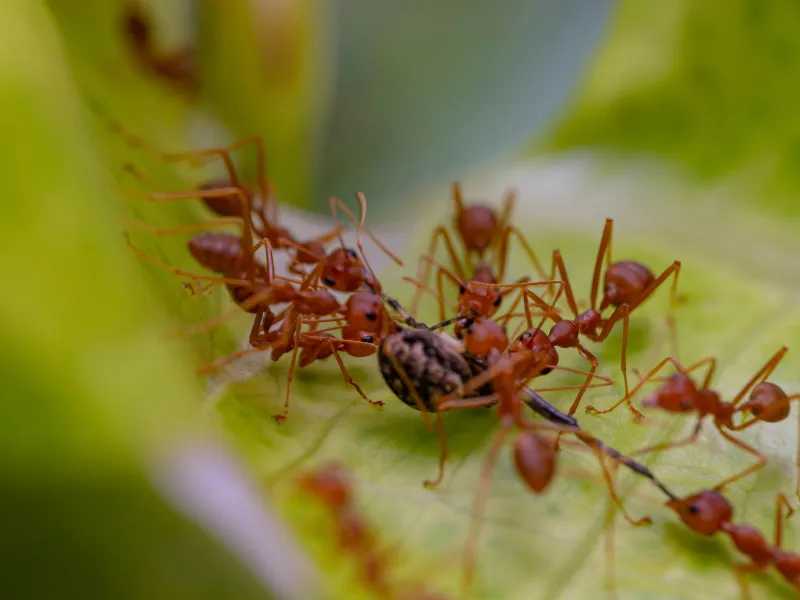 Types of Fire Ants
