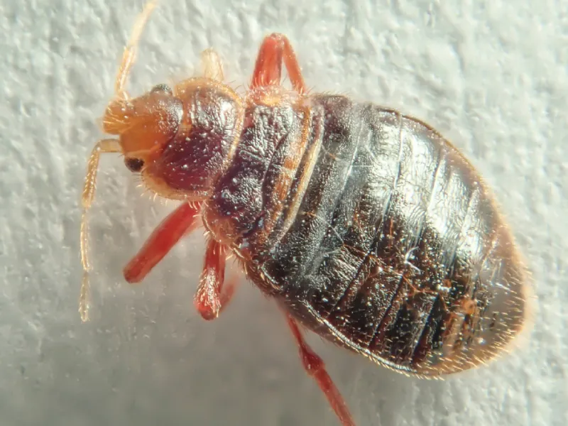 Latest News on Bed Bug Disease Transmission!